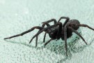 Chi soffre di aracnofobia vede i ragni più grandi Chi soffre di aracnofobia vede i ragni più grandi
