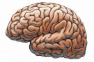 Depressione, altera il funzionamento del cervello Depressione, altera il funzionamento del cervello