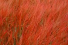 Primavera, è boom di allergie Primavera, è boom di allergie