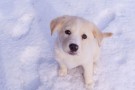 Avere animali domestici aumenta l’autostima e aiuta a stare bene Avere animali domestici aumenta l’autostima e aiuta a stare bene
